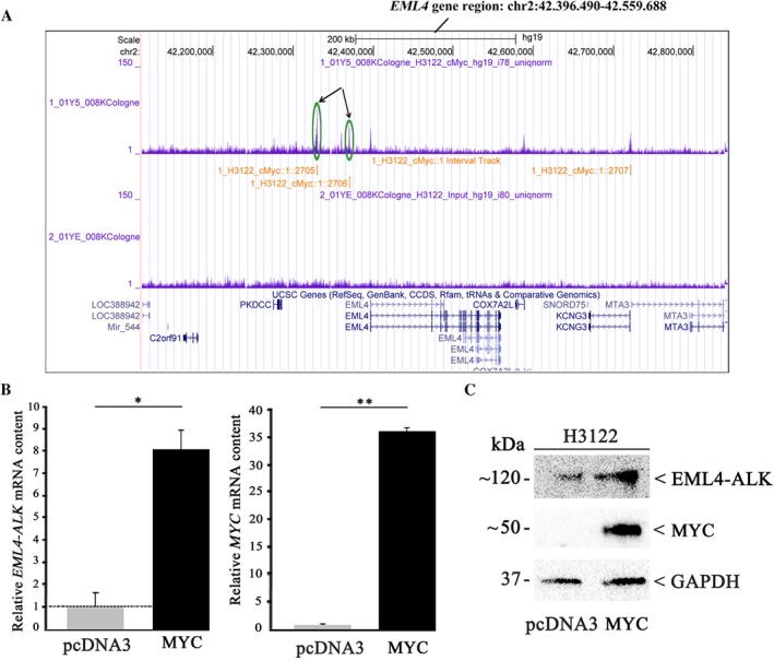 PATH-5110-FIG-0004-c