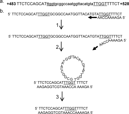 FIG. 2.