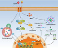graphic file with name CEI-203-66-g008.jpg