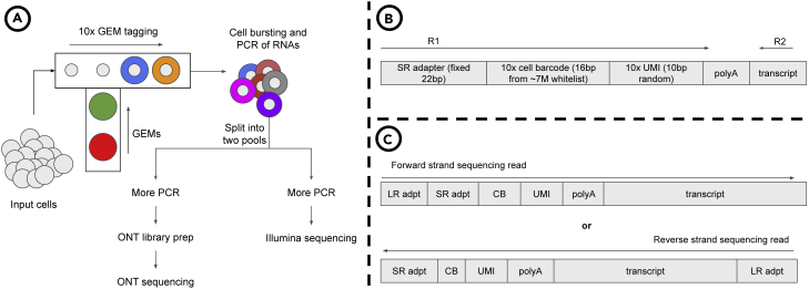 Figure 1