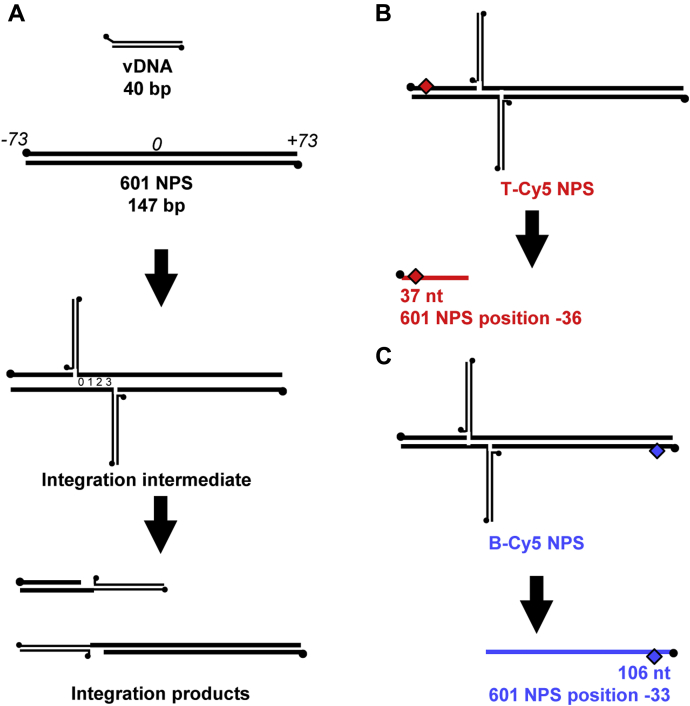 Figure 1