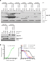 Figure 4—figure supplement 1.