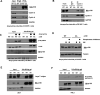 Figure 5—figure supplement 2.