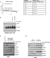 Figure 1—figure supplement 3.