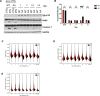 Figure 7—figure supplement 2.