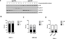 Figure 2—figure supplement 1.