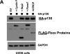 Figure 3—figure supplement 1.