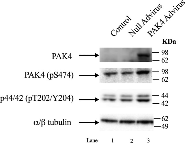 Fig. 12.