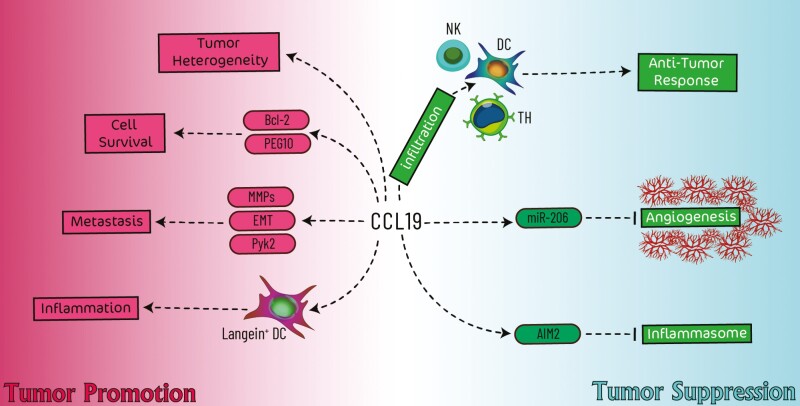 Graphical Abstract