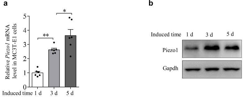 Figure 1—figure supplement 1.