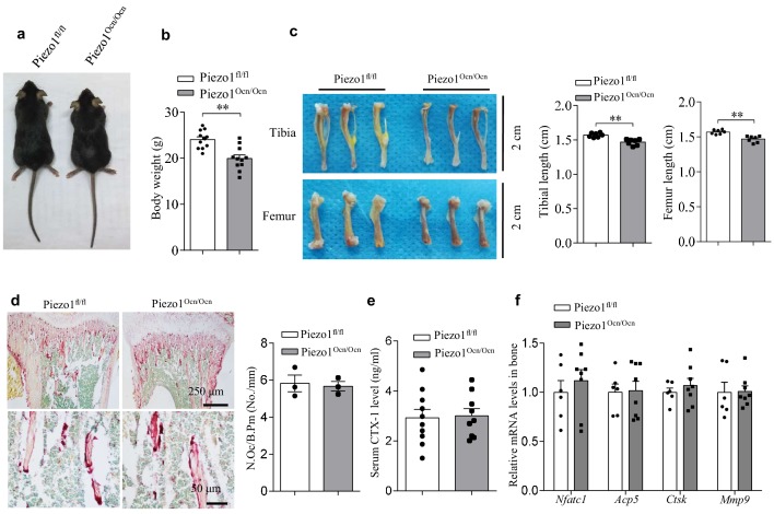 Figure 3—figure supplement 1.