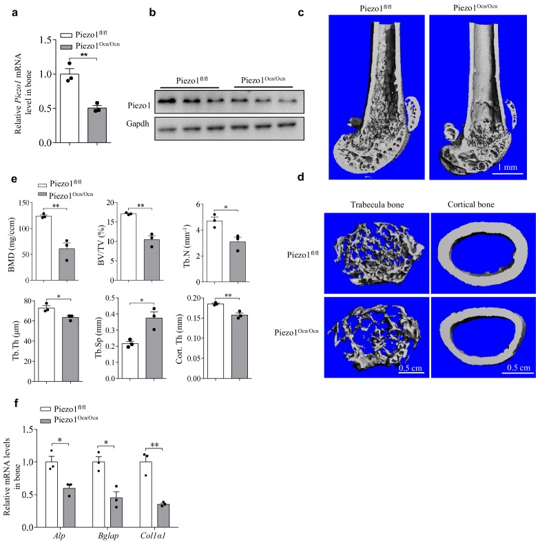 Figure 3—figure supplement 2.