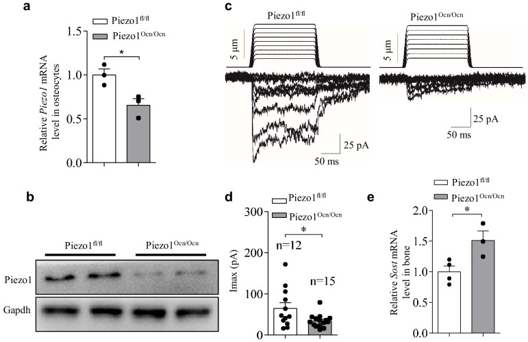 Figure 2—figure supplement 2.