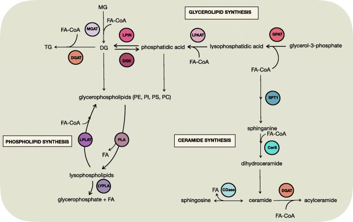 Fig. 2