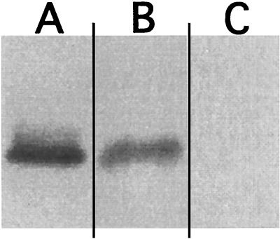 FIG. 7