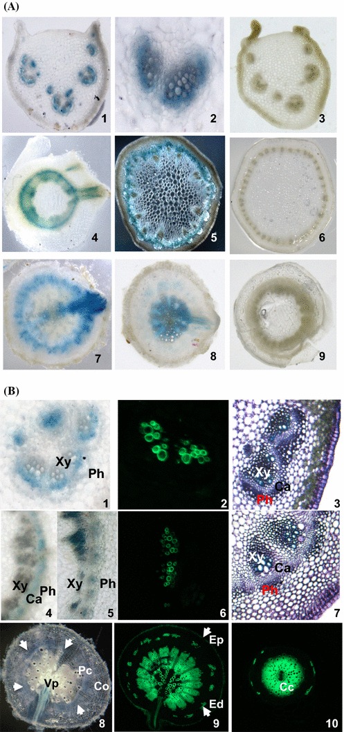 Fig. 6