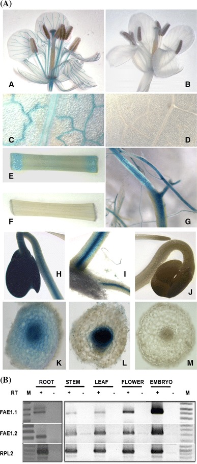 Fig. 5