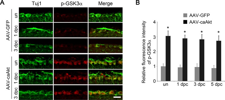 Figure 3—figure supplement 3.