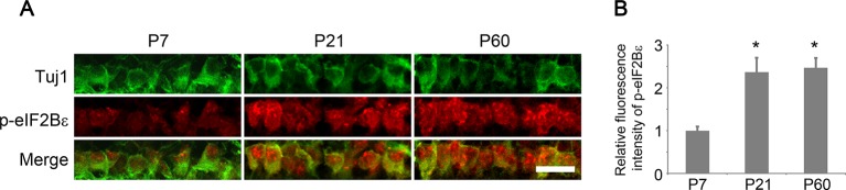 Figure 5—figure supplement 1.