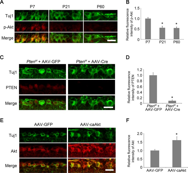 Figure 1—figure supplement 1.