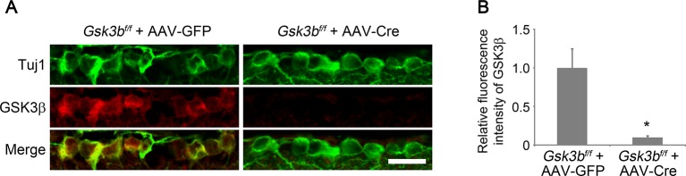 Figure 3—figure supplement 1.