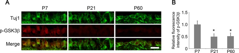 Figure 2—figure supplement 1.