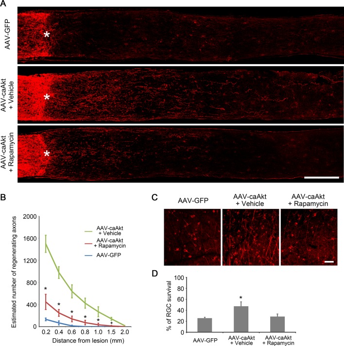 Figure 1—figure supplement 2.