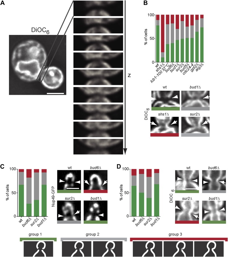 Figure 12.