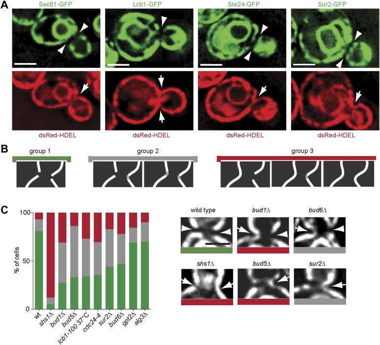 Figure 11.