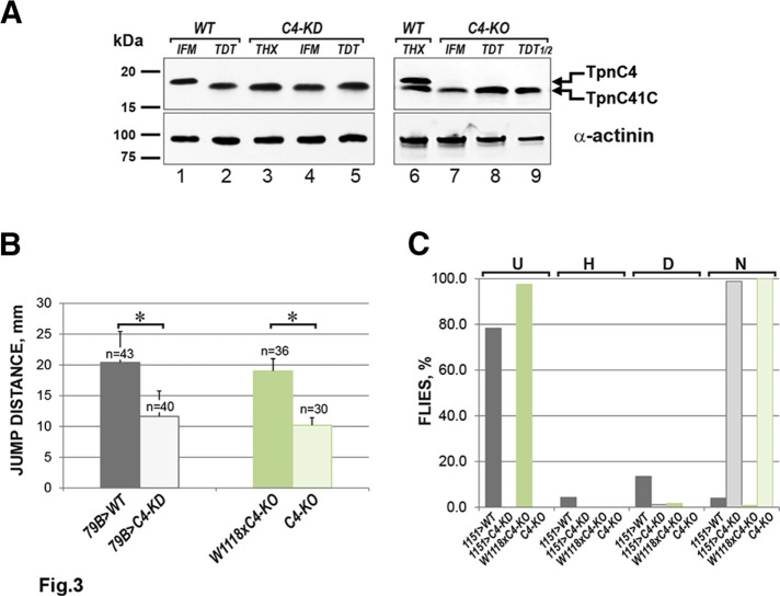 FIGURE 3: