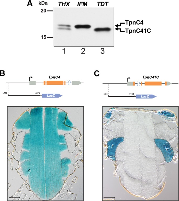 FIGURE 1: