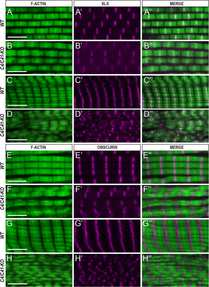 FIGURE 5: