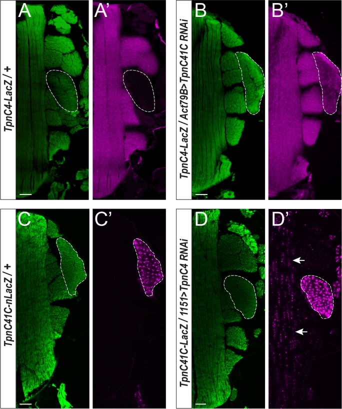 FIGURE 6: