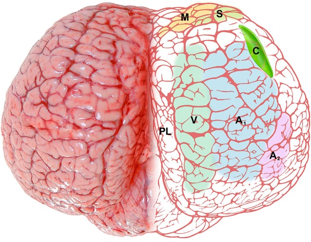 Figure 6