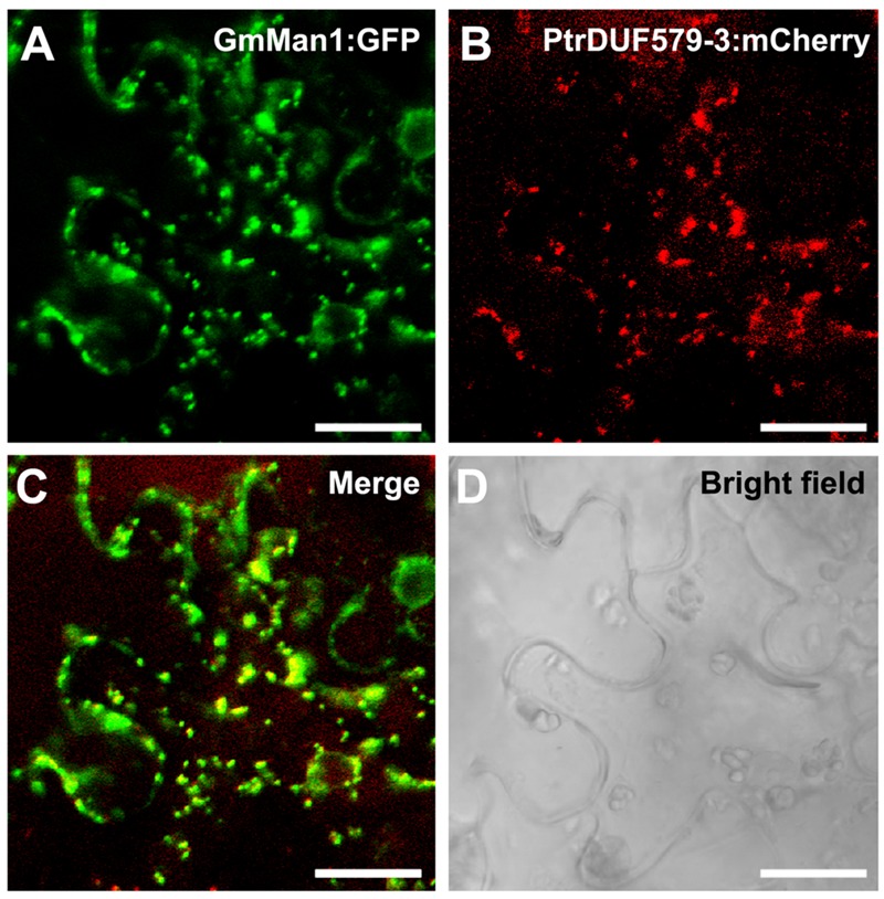 FIGURE 3