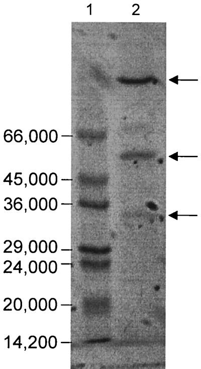 FIG. 1