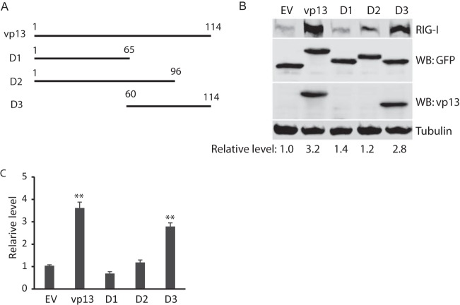 FIG 6