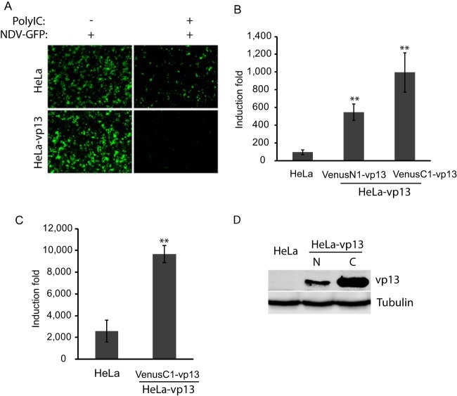 FIG 1