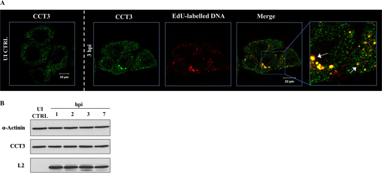 FIG 3