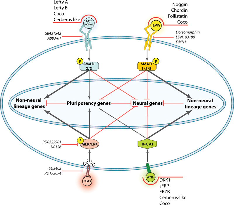 Figure 4: