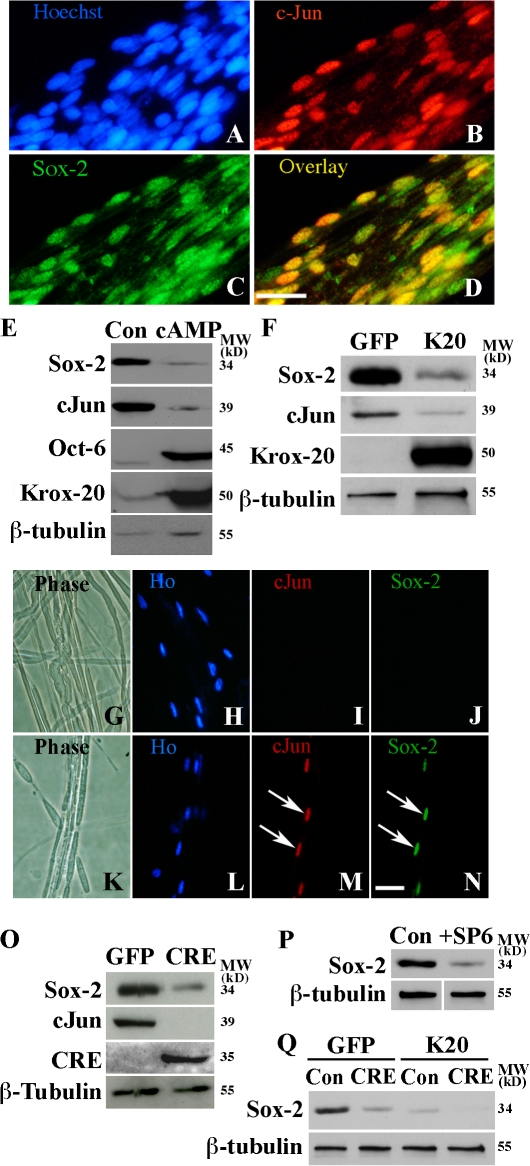 Figure 10.