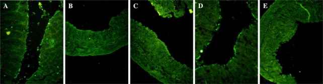 Fig. 6