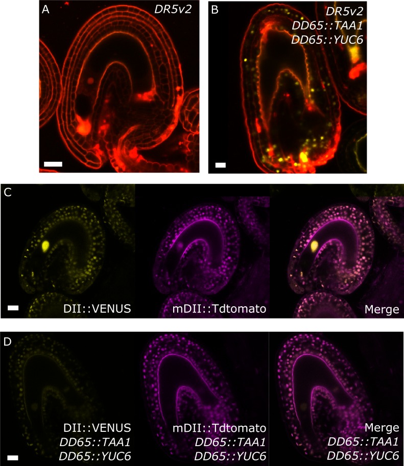 Figure 4—figure supplement 1.