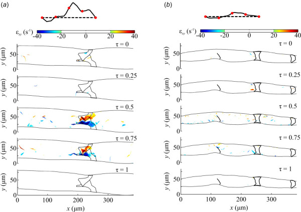 The lymph shear strain field inside lymphatic vessels, distal from the inguinal lymph node, for the (a) normal and (b) affected mice at five separate points in a mean velocity cycle, τ = 0, 0.25, 0.5, 0.75, and 1.0. The wall and outline of the valves are shown. The flow waveform is shown with red circles denoting the five different time points.