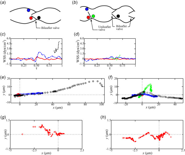 A schematic demonstrates the initial location of the individual particles that were tracked inside the lymphatic vessels of the (a) normal and (b) affected mice. WSS is plotted, only when particles are traversing adjacent to a vessel surface, for the particles upstream of the bileaflet (- - -) and unileaflet (- - -) valves, along the lymphangion surface (- — -), and inside the recirculation zone (—) for the (c) normal and (d) affected mice. The particle coordinates are plotted for each time-step as the particles move in the antegrade (○) and retrograde (●) lymph flow directions for the particles upstream of the bileaflet (○,●) and unileaflet (○,●) valves, along the lymphangion surface (○,●), and inside the recirculation zone (○,●) for the (e) normal and (f) affected mice. Given the short displacement of the particles in the recirculation zone (○,●), the coordinates are replotted in with different axes limits for the (g) normal and (h) affected mice.