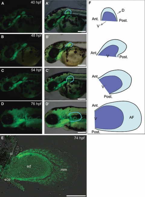 Fig. 3