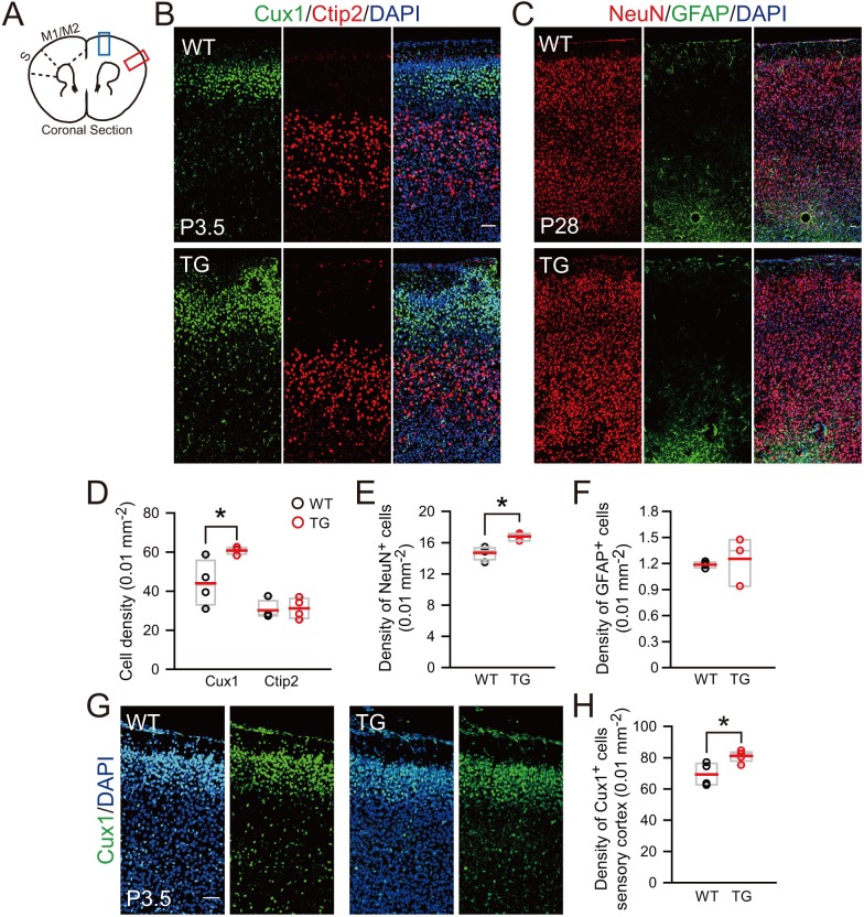 Figure 6—figure supplement 3.