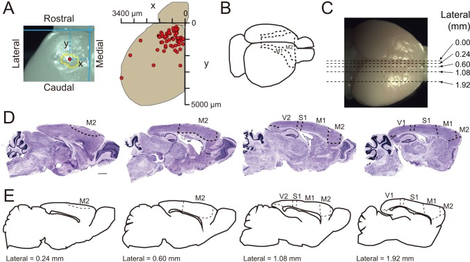 Figure 5—figure supplement 4.