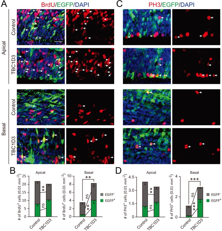 Figure 2—figure supplement 2.