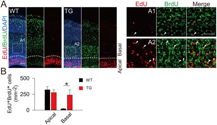 Figure 6—figure supplement 2.